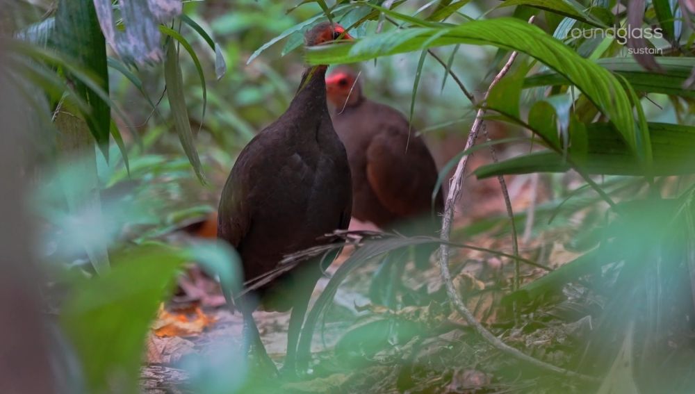 6 Fakta Menarik Nicobar Megapode, Sarangnya Gundukan Besar!