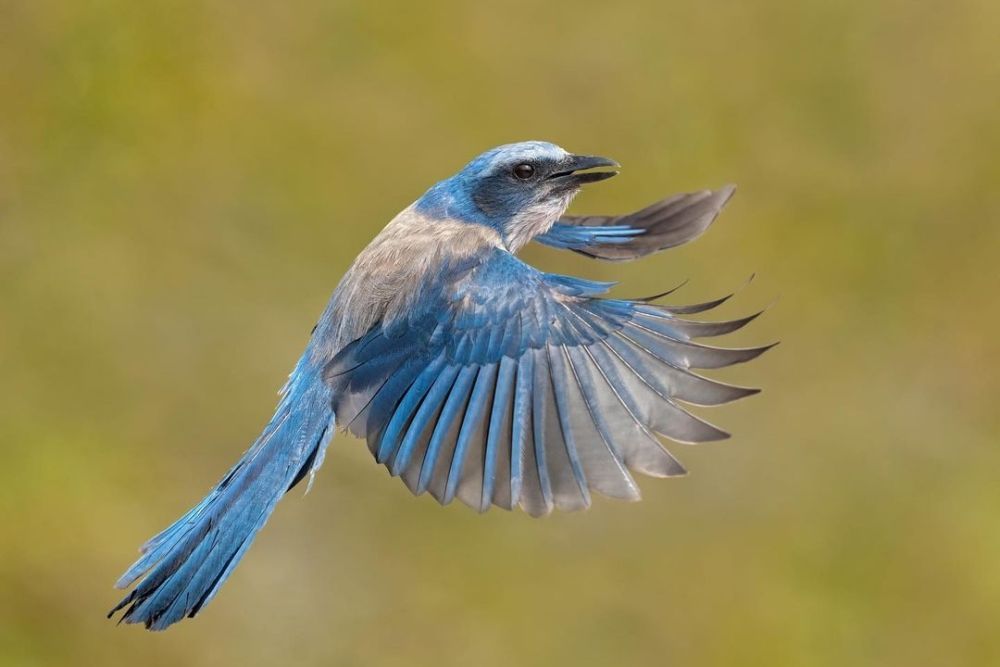 6 Burung Tampil Memukau dengan Bulu Berwarna Biru, Mana Favoritmu?