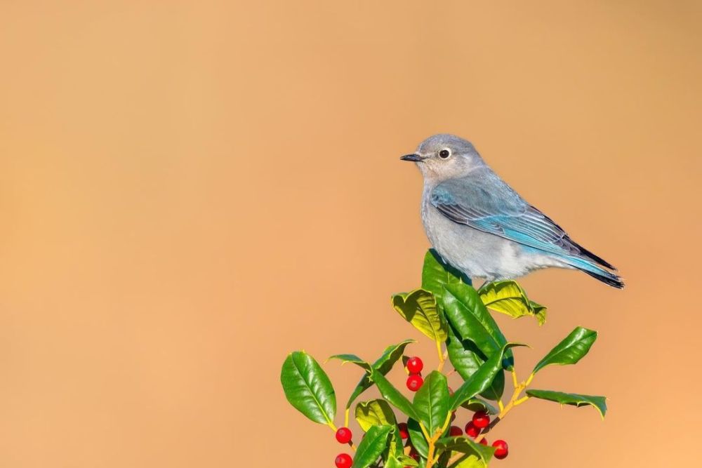 6 Burung Tampil Memukau dengan Bulu Berwarna Biru, Mana Favoritmu?