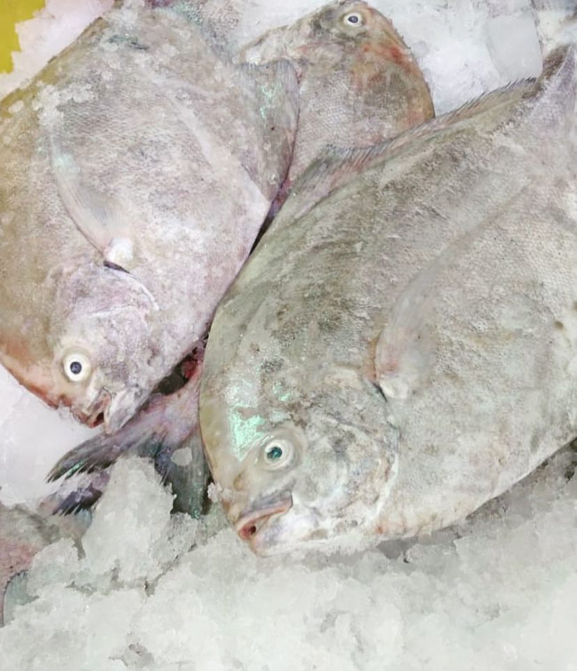 5 Rekomendasi Tempat Belanja Ikan Laut Segar di Jogja