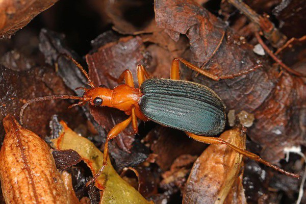 Kumbang Pengebom: Serangga Kecil yang Mampu Membawa Bom Berat