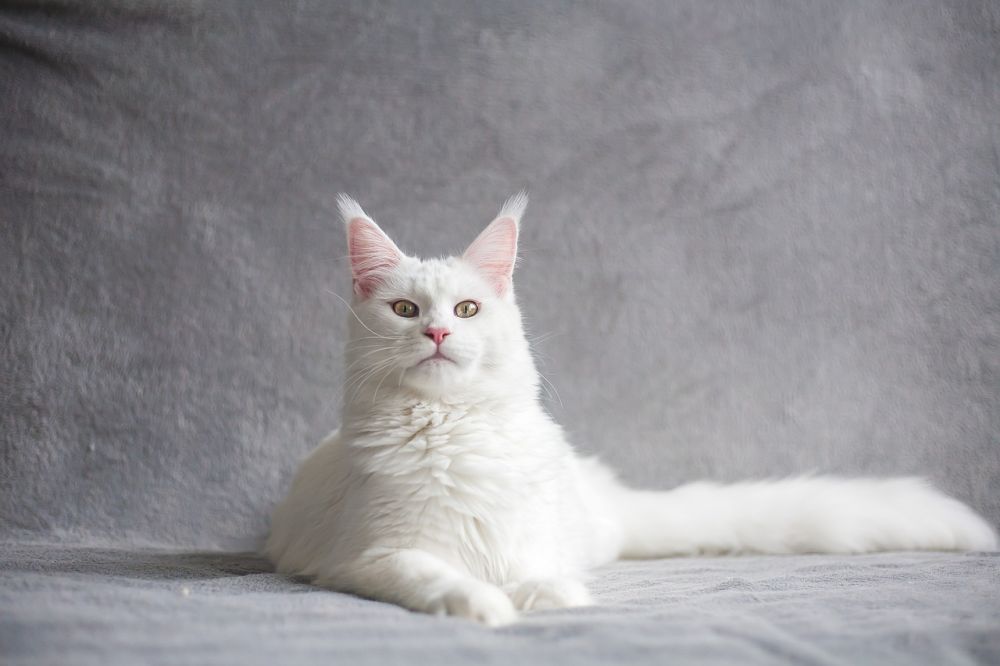 Fakta Menarik Kucing Maine Coon, Ras Kucing Terbesar di Dunia