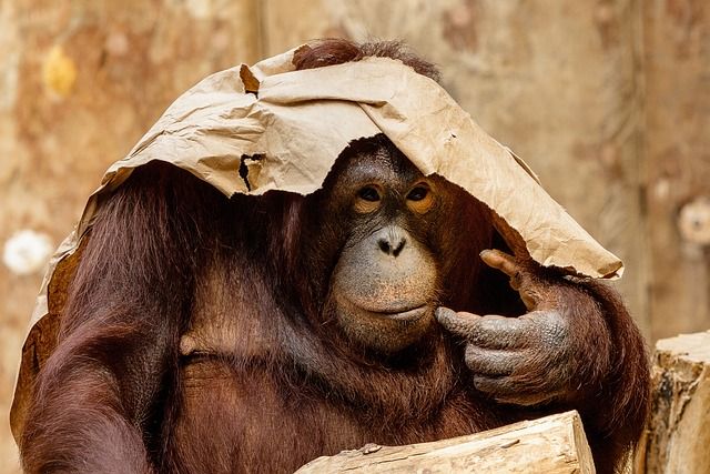 15 Fakta Menarik Orang Utan, Spesies Kera Besar Asli Indonesia