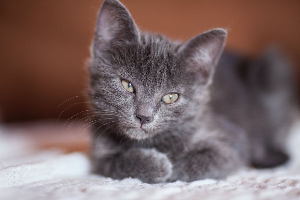 13 Fakta Unik Kucing, Hewan Gemoy yang Paling Digemari Manusia