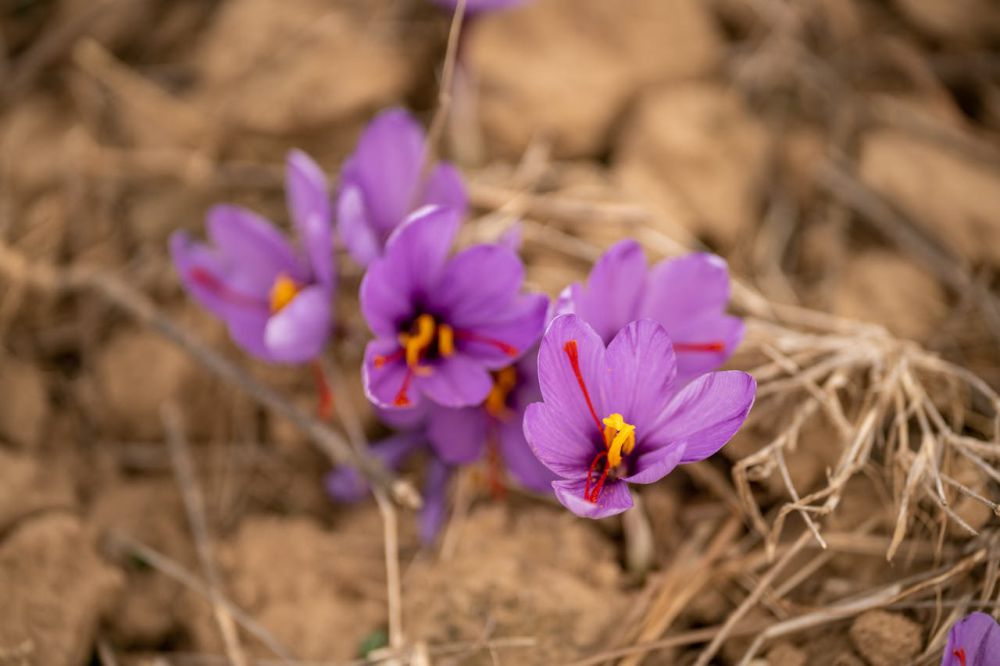 5 Fakta Menarik Saffron, Rempah Termahal di Dunia