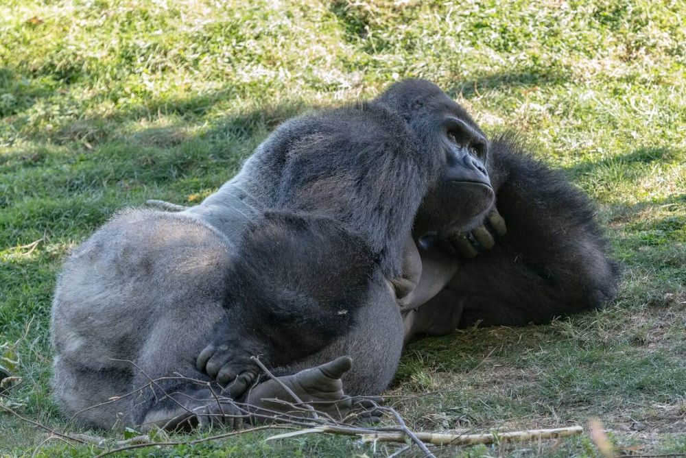 9 Fakta Unik Gorila, Kera Besar dengan Kekuatan Melebihi Manusia