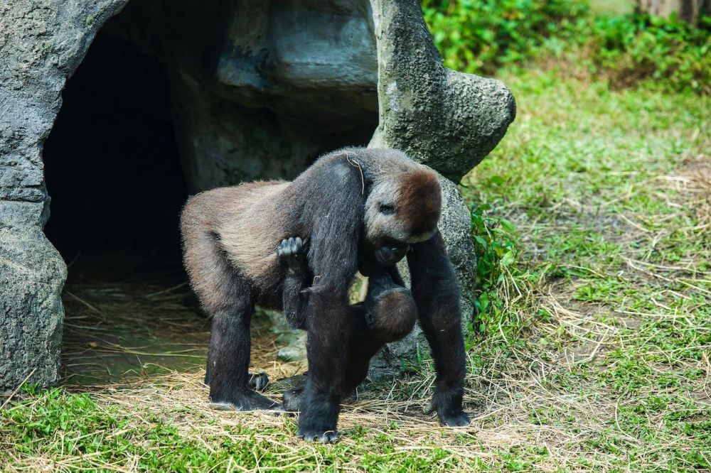 9 Fakta Unik Gorila, Kera Besar dengan Kekuatan Melebihi Manusia