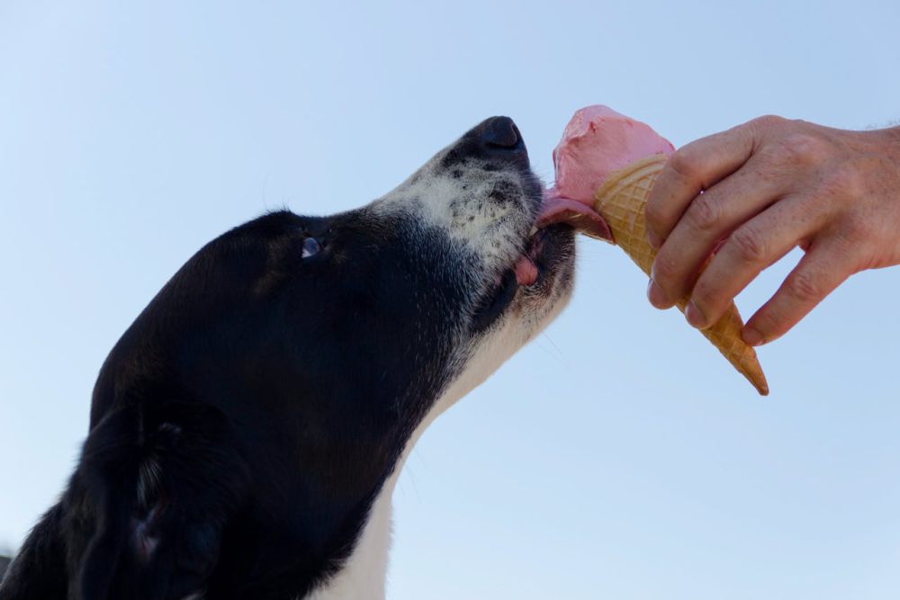 8 Jenis Makanan Manusia yang Aman Dikonsumsi Anjing