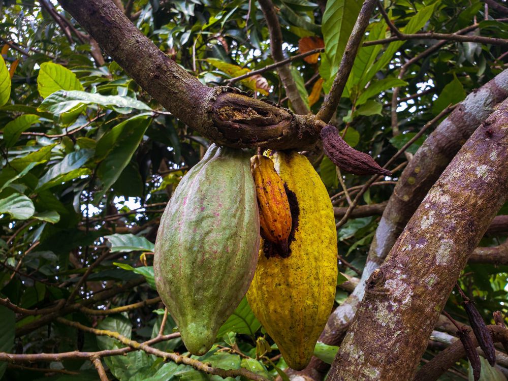 Disbun Kaltim Tingkatkan Produksi dengan Intensifikasi Lahan