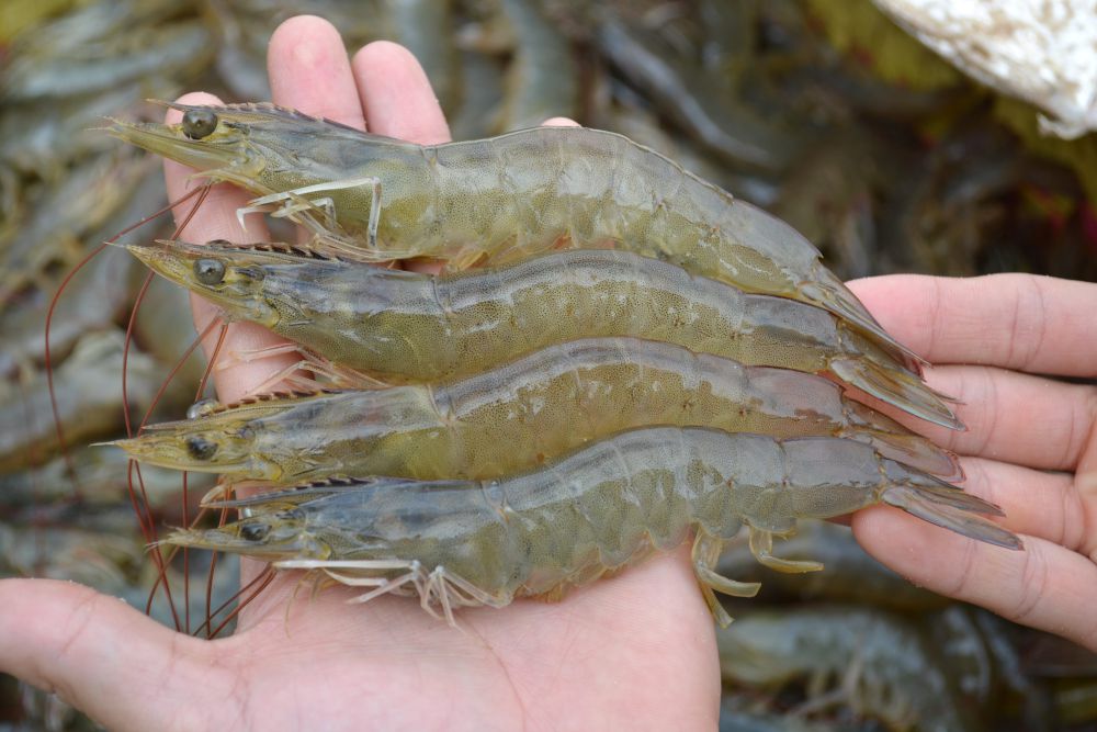 Pilih Konsumsi Udang Laut atau Udang Tambak? Ini Perbedaannya!