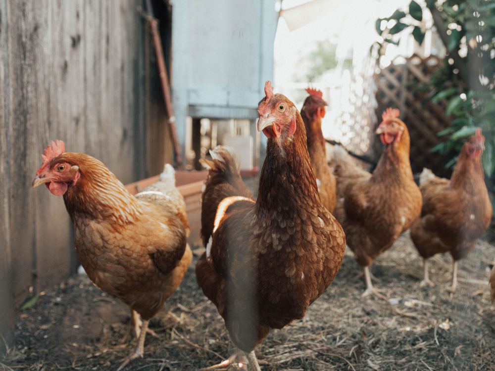 4 Alasan Memilih untuk Ternak Ayam, Bisa Dijual!