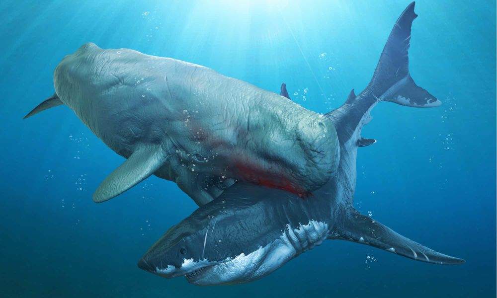 Penyebab Punahnya Megalodon Hiu Purba Raksasa Yang Hidup Di