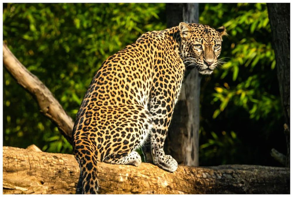 6 Fakta Menarik Macan Tutul Jawa, Kucing Besar Terakhir di Pulau Jawa