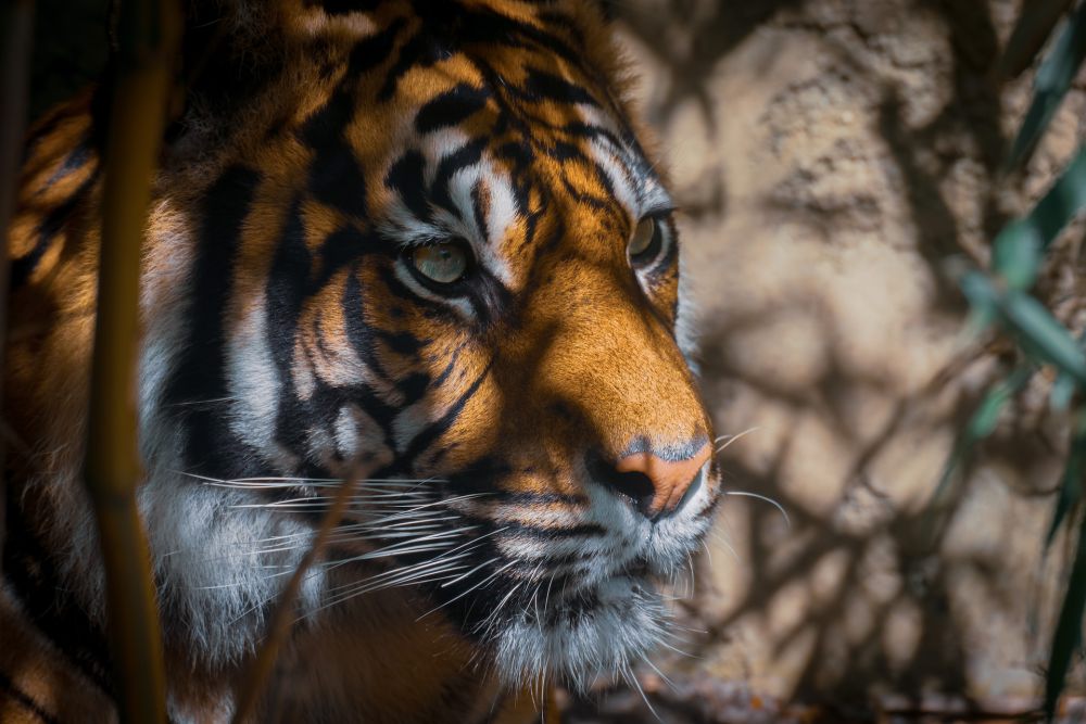 Harimau Jawa Diduga Belum Punah, Bulunya Ditemukan di Sukabumi