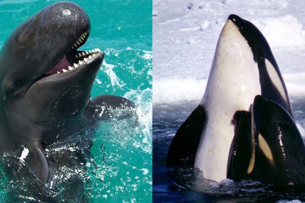 5 Perbedaan Orca Dengan Paus Pembunuh Palsu Bisa Menebak