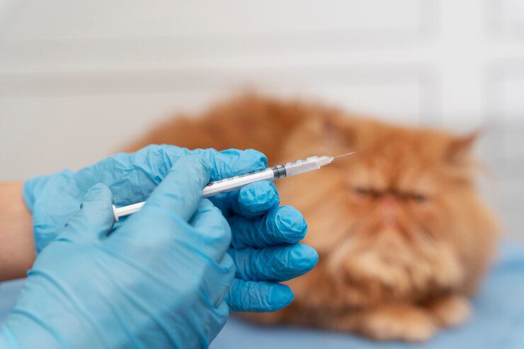 Siap-siap, Pemkot Bakal Buka Vaksinasi Rabies Gratis di Bandar Lampung
