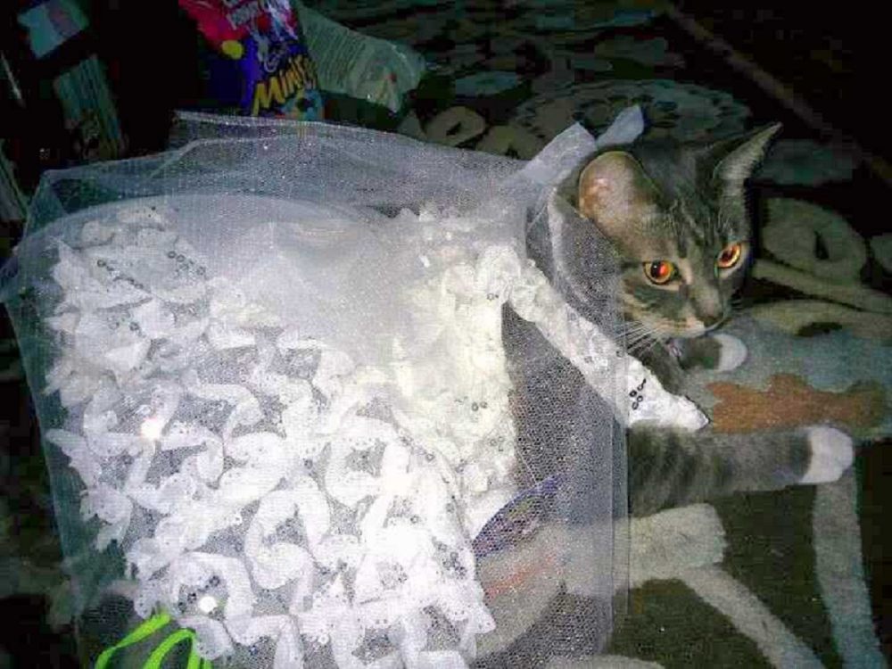 9 Potret Lucu Kucing Memakai Gaun Pengantin, Merasa Ratu Sehari Nih
