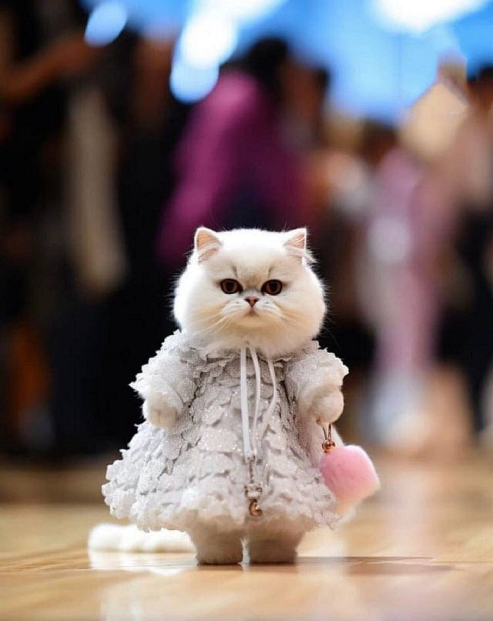 10 Potret Kucing Fashion Show, Jalan di Catwalk Kocak Abis!