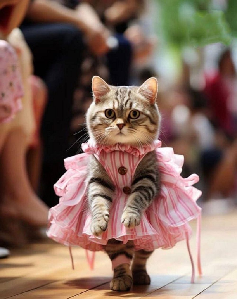 10 Potret Kucing Fashion Show, Jalan di Catwalk Kocak Abis!