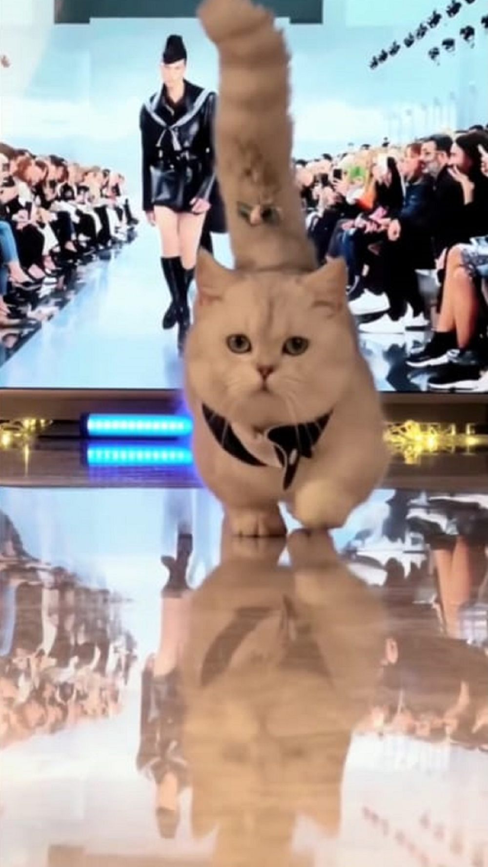 10 Potret Kucing Fashion Show, Jalan di Catwalk Kocak Abis!