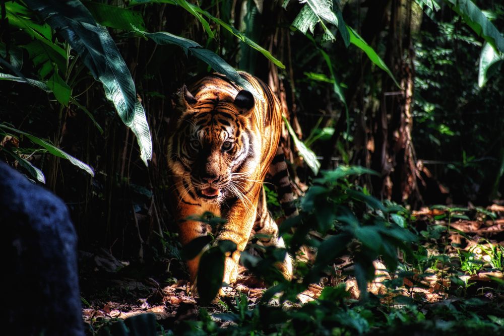 Harimau Sumatra Masuk Rumah Warga di Riau, Gigit Kaki Balita