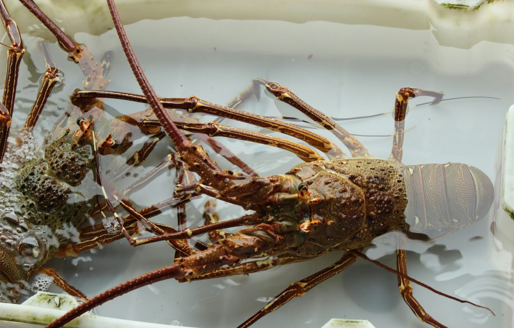 4 Cara Menentukan Lobster Segar, Tak Bau Amis!