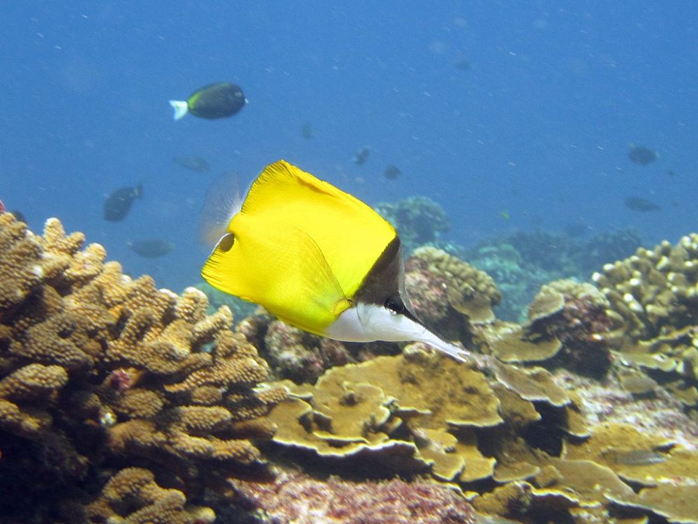 7 Fakta Ikan Kepe-kepe Monyong Kuning, Mudah Dipelihara di Akuarium