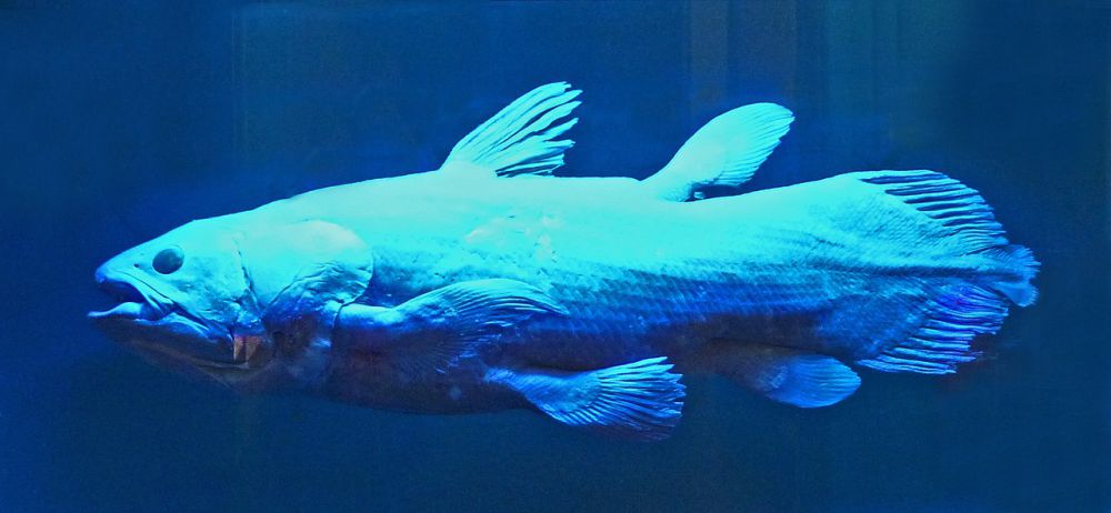 6 Fakta Coelacanth, Ikan Purba yang Masih Hidup sampai Sekarang