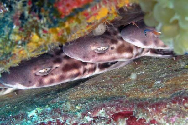 Begini Cara Ikan Tidur, Berbeda dengan Kondisi Manusia