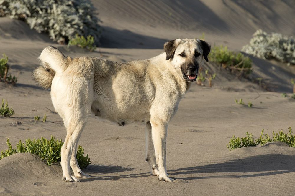 5 Ras Anjing Penjaga Peternakan, Pilih yang Kamu Suka!