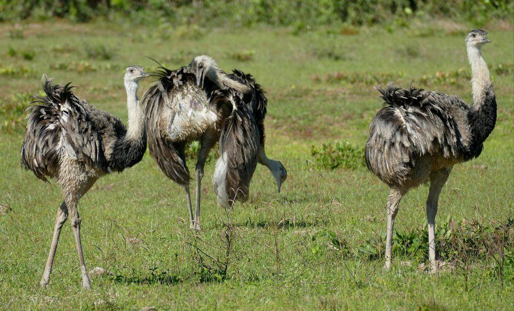 7 Fakta Greater Rhea