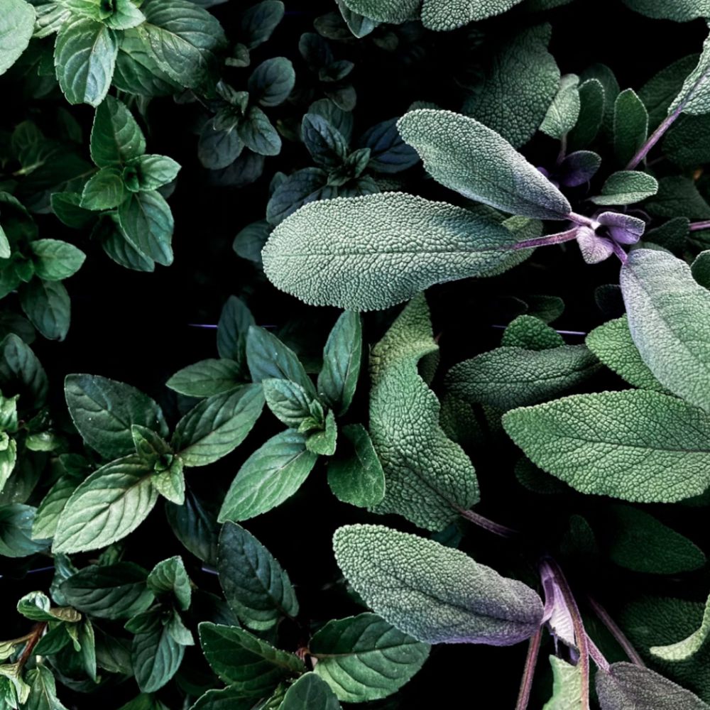 5 Dedaunan Herbal dapat Dijadikan Tanaman Hias, Percantik Hunian!