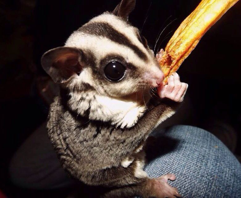 Sugar gliders in spanish