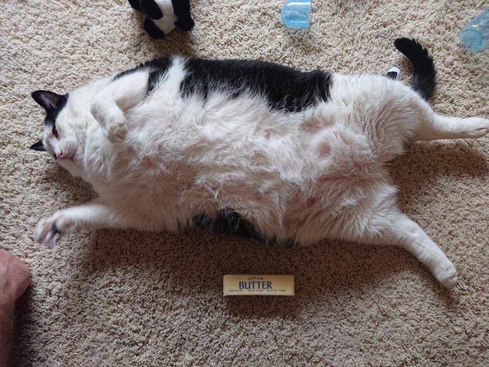 10 Foto Lucu Kucing Gemoy Disandingkan dengan Objek Sehari-hari