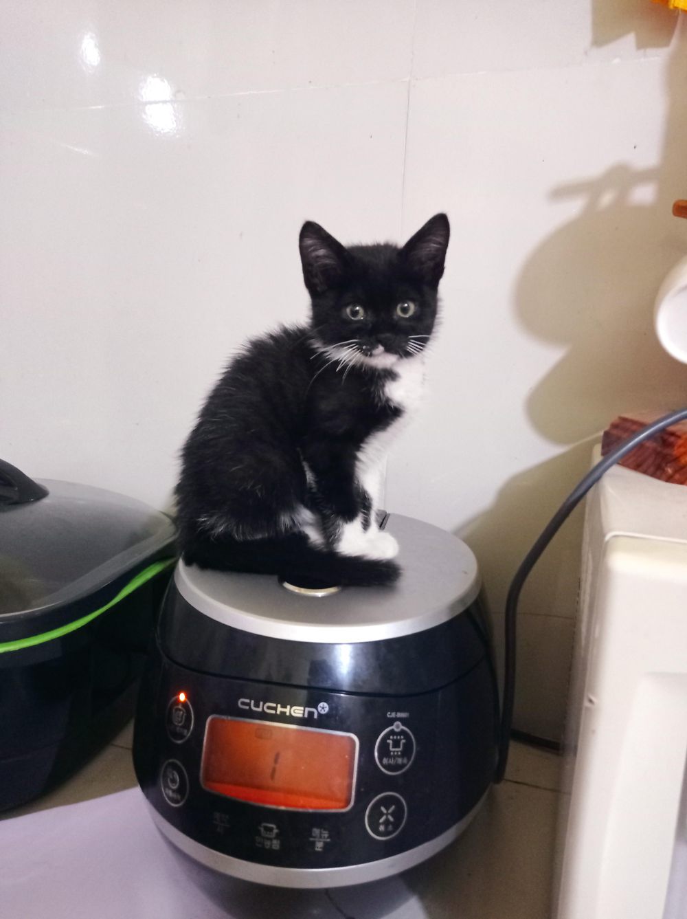 10 Potret Kelakuan Iseng Kucing Duduk di Rice Cooker