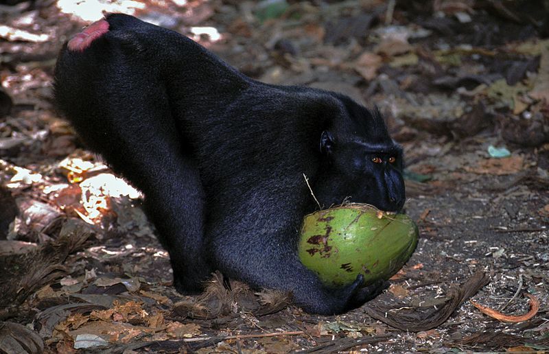 5 Fakta Yaki, Monyet Berjambul Asli Sulawesi