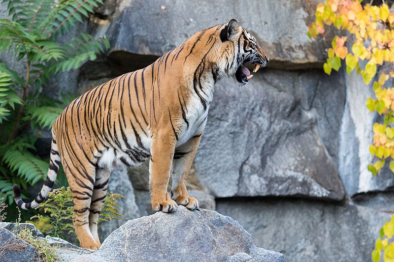 Panen Cabai di Dalam TNGL, Warga Langkat Diduga Diterkam Harimau