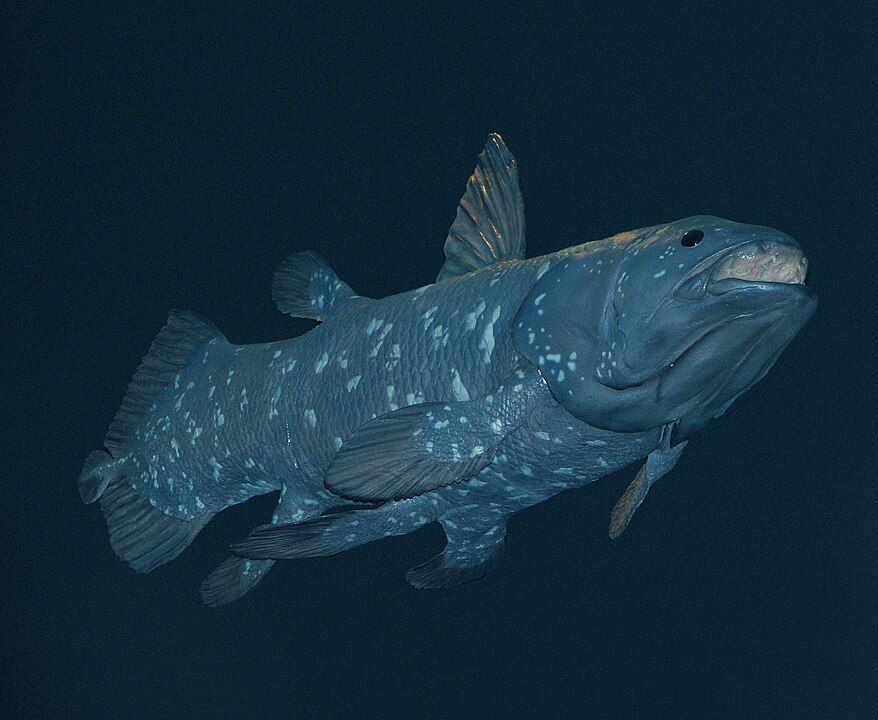 6 Fakta Coelacanth, Ikan Purba yang Masih Hidup sampai Sekarang