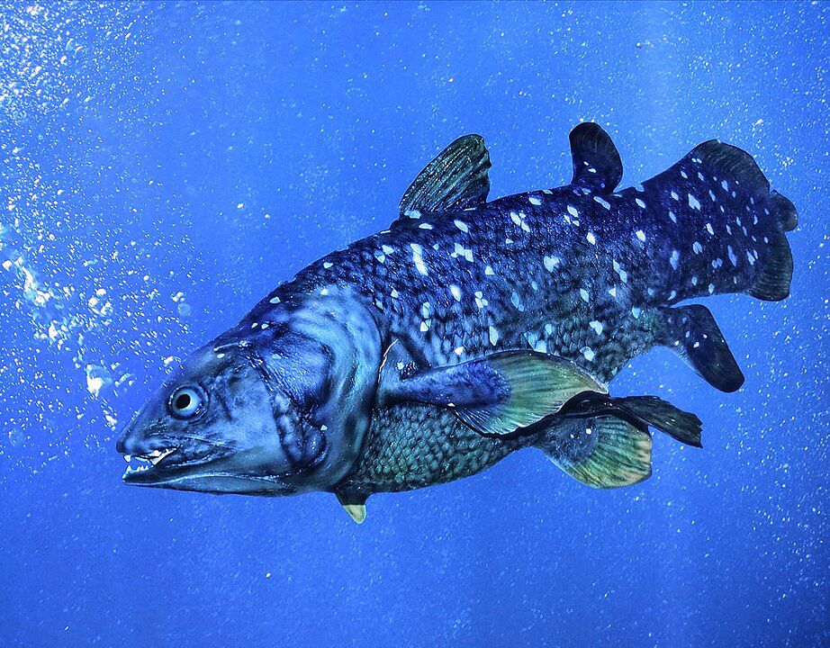 6 Fakta Coelacanth, Ikan Purba yang Masih Hidup sampai Sekarang