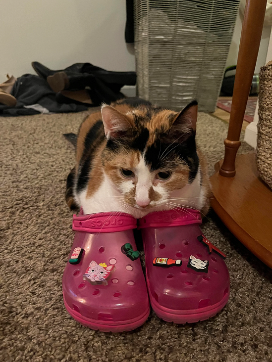 10 Potret Lucu Kucing Memakai Sepatu, Gemas Sepatunya Ada yang Salah