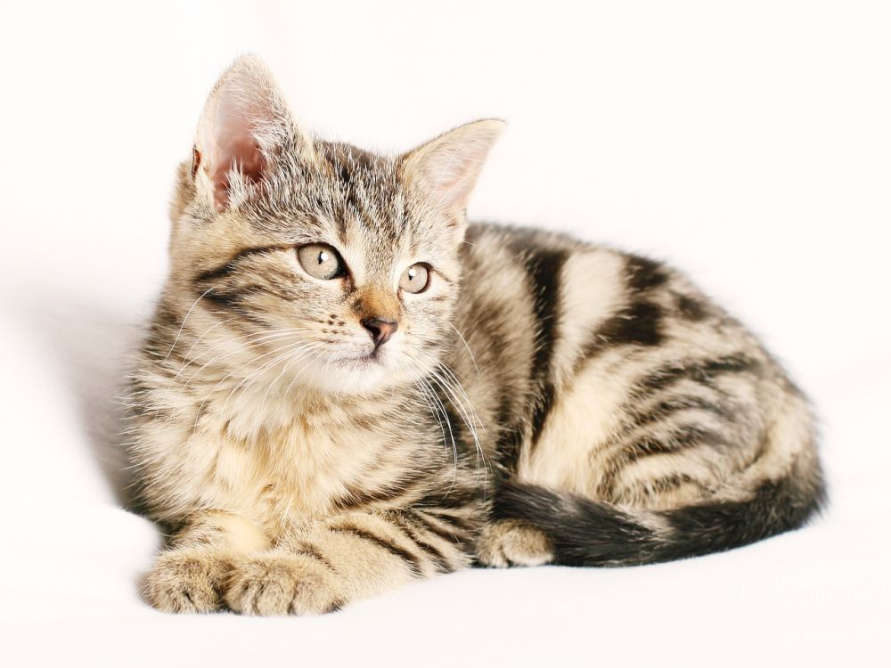 5 Manfaat Adopsi Kucing untuk Kesehatan Mental, Atasi Stres?