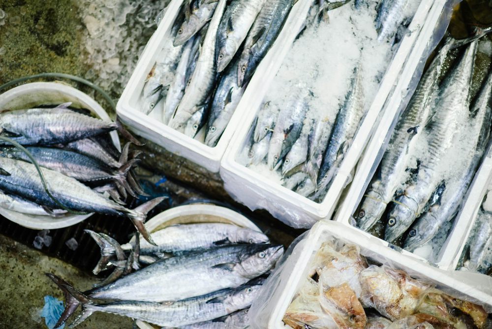 10 Jenis Ikan Laut Minim Duri yang Bisa Dimakan untuk Sahur, Gak Ribet
