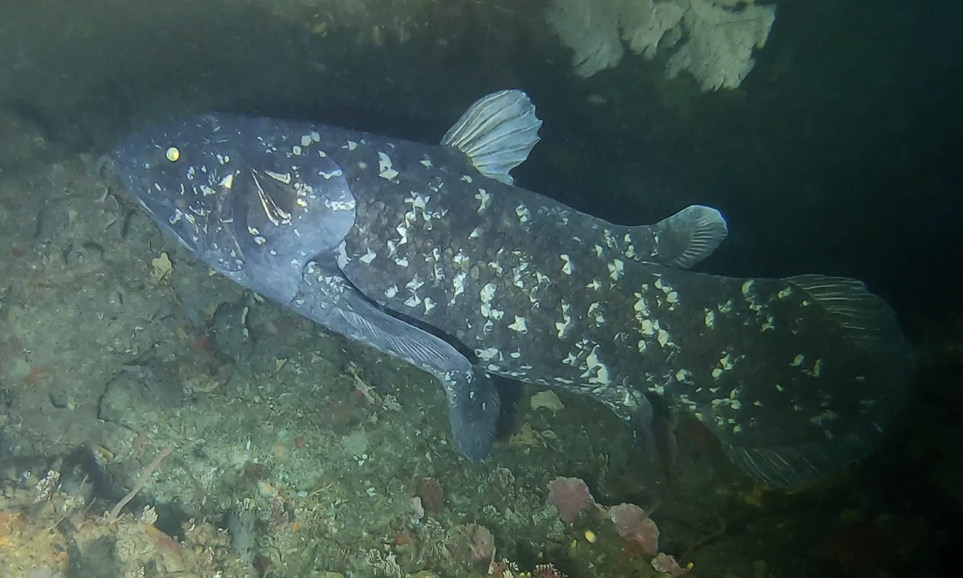 6 Fakta Coelacanth, Ikan Purba yang Masih Hidup sampai Sekarang