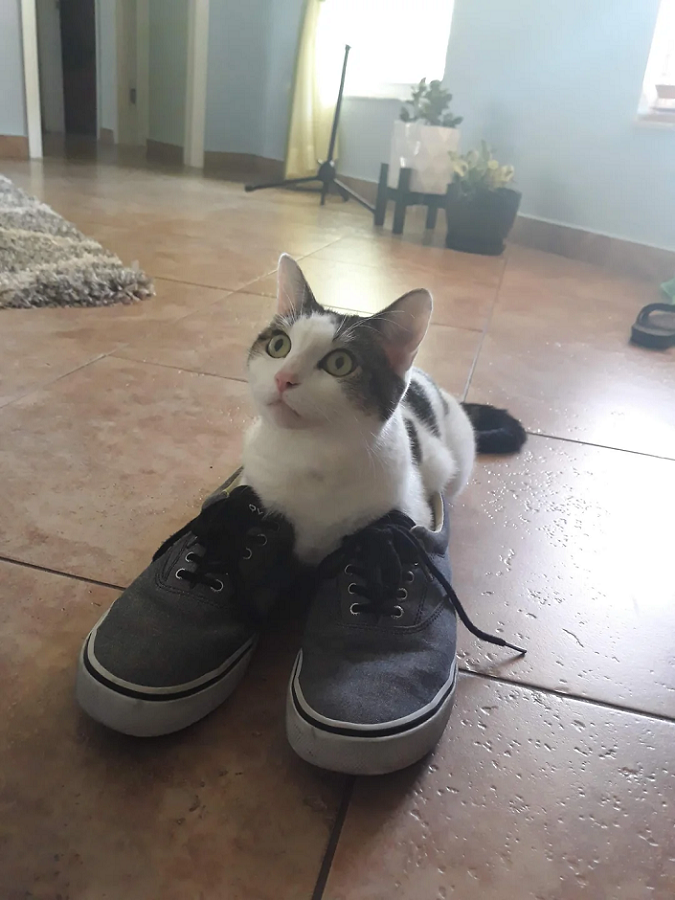 10 Potret Lucu Kucing Memakai Sepatu, Gemas Sepatunya Ada yang Salah