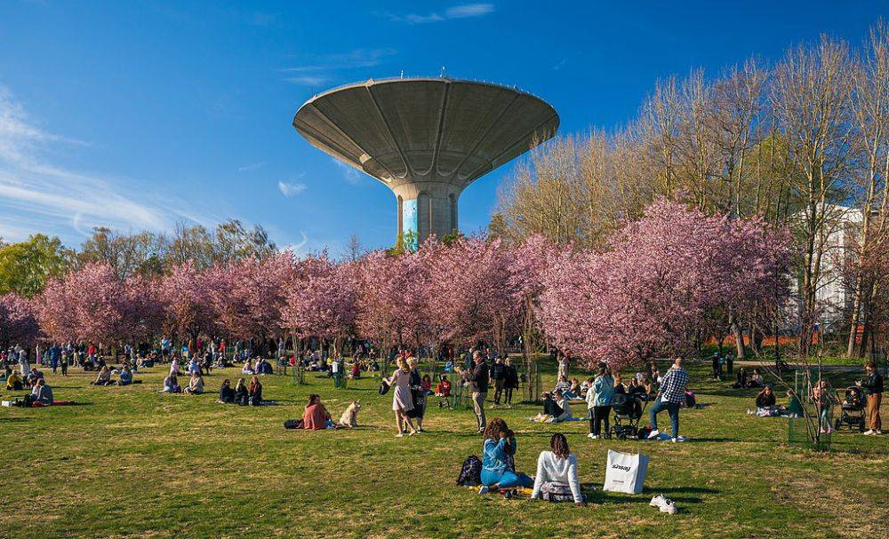 Hanami Festival Bunga Sakura Di Jepang