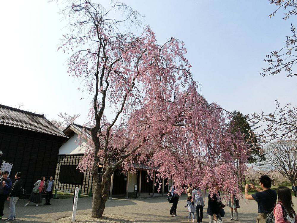 Festival Bunga Sakura Terkenal Di Jepang