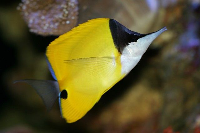 7 Fakta Ikan Kepe-kepe Monyong Kuning, Mudah Dipelihara di Akuarium