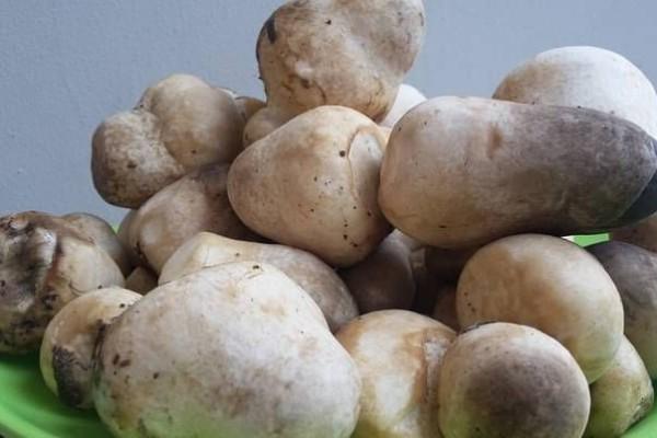 Mengenal Jamur Janjang, dapat Tumbuh di Media Kosong Kelapa