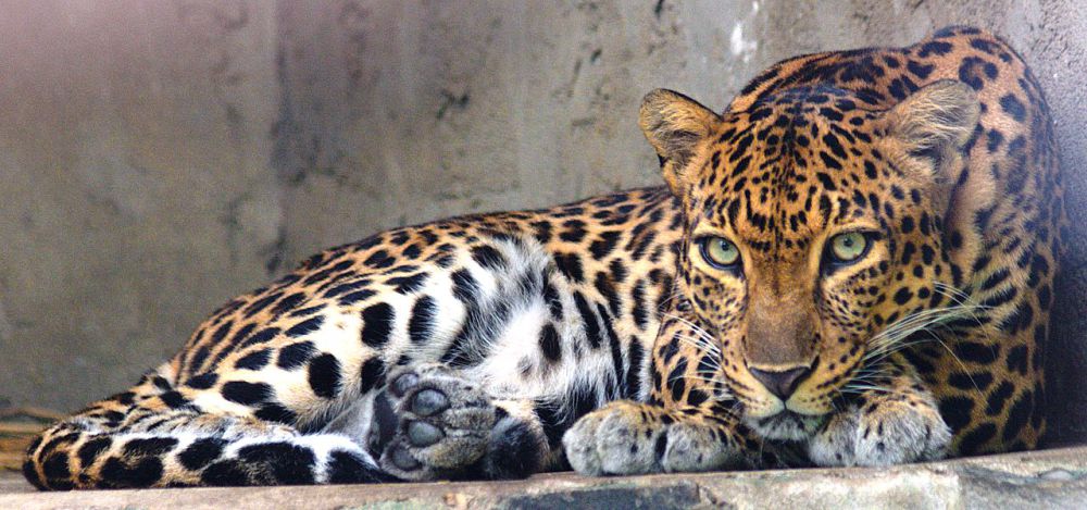 Mengenal 8 Spesies Macan Tutul di Dunia, Ada yang Hidup di Indonesia!