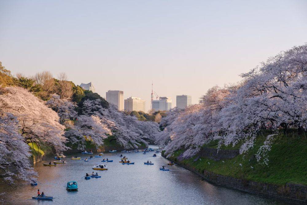 Jadwal Festival Bunga Sakura Di Jepang 2024